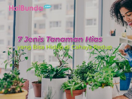 7 Tanaman Hias yang Bisa Hidup di Cahaya Redup