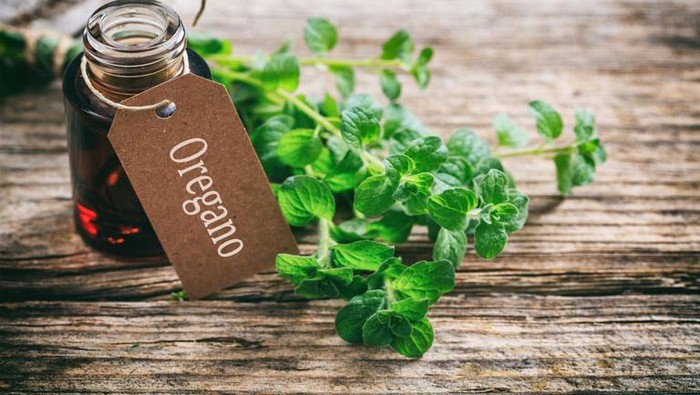 Beragam Manfaat Minyak Oregano untuk Kesehatan, Ampuh Turunkan Kadar Kolesterol!