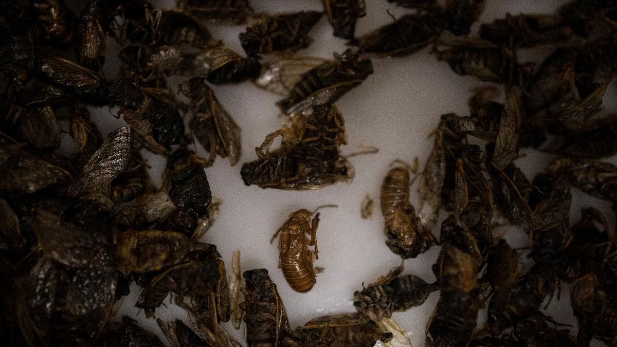 FOTO: Menengok Racikan Taco Jangkrik 'Brood X' Langka di AS