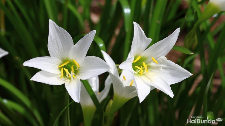 White flower rain lily or fairy lily blooming on the flower garden and yellow pollen in the middle. Green leaves like onion leave