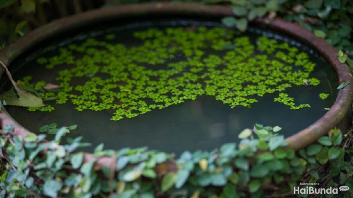 Clay pot full of water and fresh Lemna minor floating aquatic plants in the garden