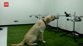 VIDEO: Anjing Labrador di Thailand Bisa Deteksi Virus Corona