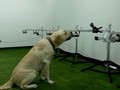 VIDEO: Anjing Labrador di Thailand Bisa Deteksi Virus Corona