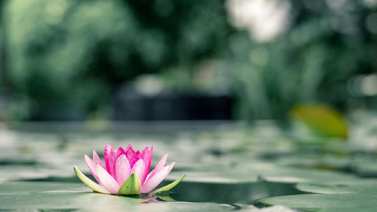 beautiful lotus flower on the water after rain in garden.