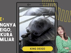 Mengenal Kura-kura Aldabra yang Harganya Tembus Rp 2,5 M
