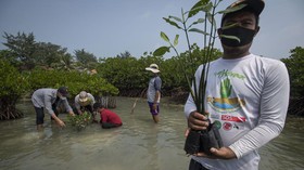Luhut Ragu Target Rehabilitasi Mangrove 2021 Bisa Tercapai