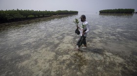 46 Ha Lahan Mangrove Bakal Direlokasi Imbas Proyek Tol Semarang-Demak