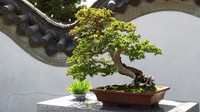 7 Tanaman Bonsai Paling Mahal yang Pernah Terjual, Usianya Ratusan Tahun Bun