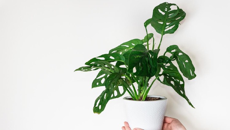 Monstera Obliqua Concept of urban jungle, growing plants at home