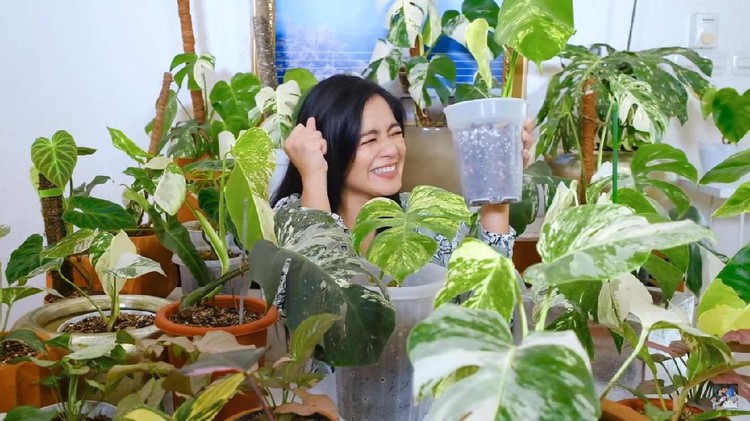 Tanaman Hias Titi Kamal Tanaman Hias Titi Kamal