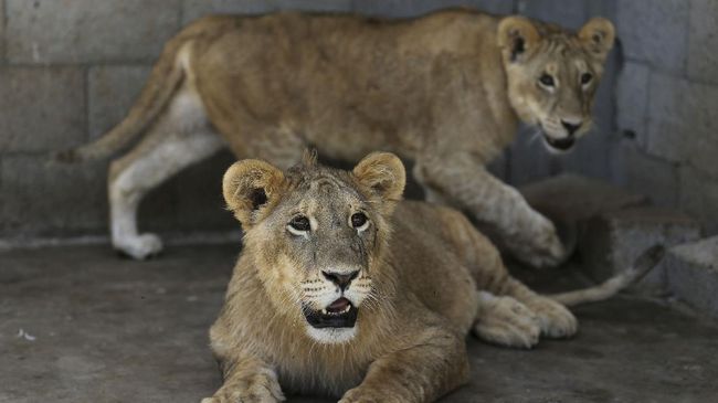 Pihak Taronga Zoo langsung menyalakan kode peringatan tertinggi usai lima singa Afrika itu tak terlihat di kandang, sebelum akhirnya menembakkan obat bius.