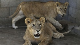 5 Singa Afrika Kabur dari Kandang di Taronga Zoo Australia