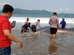 Seekor Hiu Paus Terdampar di Pantai Gemawing Trenggalek