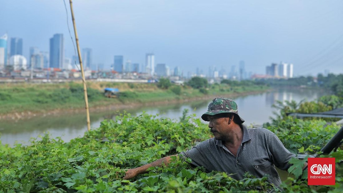 FOTO: Bertani di Lahan Tidur Bantaran Sungai Ciliwung