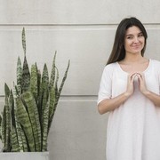 Cantik-cantik Berkhasiat, 5 Tanaman Hias Ini Punya Manfaat Kesehatan