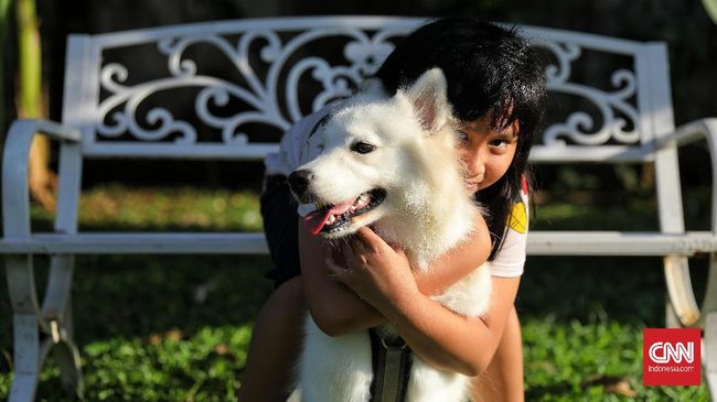 Analisis terhadap DNA menunjukkan anjing modern terikat erat dengan serigala purba dari Asia.