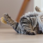 Tiga Manfaat Memelihara Kucing Menurut Penelitian