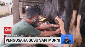 VIDEO: Pengusaha Susu Sapi Murni