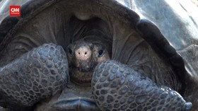 VIDEO: Kura-kura yang Dikira Punah Ditemukan di Galapagos