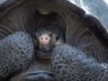 VIDEO: Kura-kura yang Dikira Punah Ditemukan di Galapagos