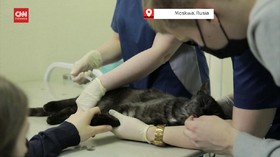 VIDEO: Rusia Mulai Suntik Vaksin Covid Ke Hewan Peliharaan