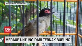 VIDEO: Meraup Untung Dari Ternak Burung