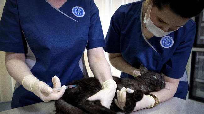 Epidemiolog membeberkan alasan dua Harimau di Ragunan positif Covid-19 dan minim data yang tunjukkan ada penularan Covid-19 dari harimau ke manusia.