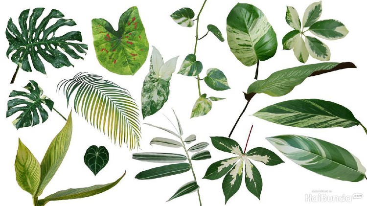 tanaman hias daun varigata populer tanaman hias daun varigata populer