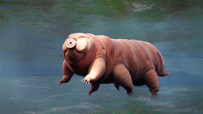 Ilmuwan baru-baru ini berhasil menyingkap rahasia kebal tardigrade yang tahan dari radiasi ekstrem, ruang hampa, dan bertekanan sangat tinggi.