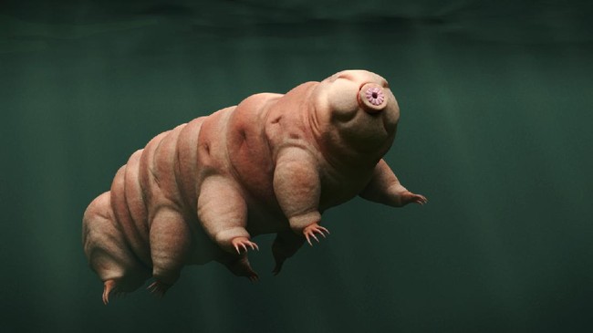 Tardigrades dan cumi-cumi bobtail diklaim mampu bertahan dari radiasi ektrem, ruang hampa, dan bertekanan sangat tinggi luar angkasa.
