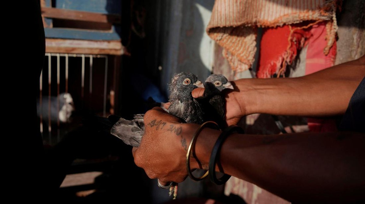 FOTO: Ternak Merpati, Pelarian Warga Kuba saat Pandemi