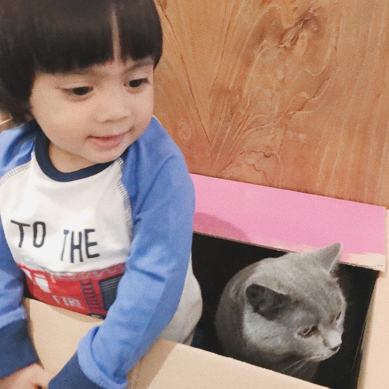 7 Artis dan Kucing Mahalnya Berikut inilah para artis dengan kucing mahalnya