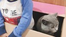 7 Artis dan Kucing Mahalnya Berikut inilah para artis dengan kucing mahalnya