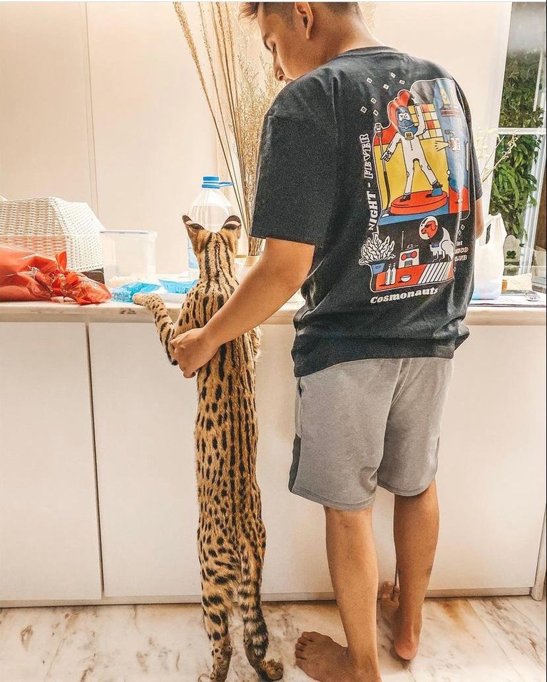 7 Artis dan Kucing Mahalnya Berikut inilah para artis dengan kucing mahalnya