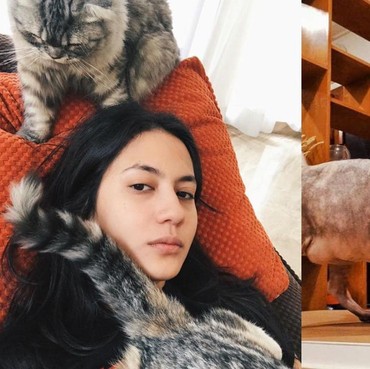 7 Artis dan Kucing Mahalnya, Ada yang Seharga Mobil!