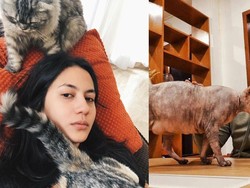 7 Artis dan Kucing Mahalnya, Ada yang Seharga Mobil!