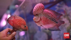 FOTO: Adu Gengsi Kontes Ikan Louhan se-Indonesia