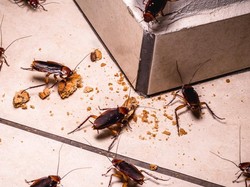 5 Cara Mudah Basmi Kecoak di Rumah, Bisa Pakai Sabun Cuci Piring