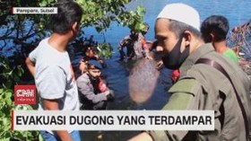 VIDEO: Wujud Dugong Seberat 2 Ton Yang Terdampar di Laut