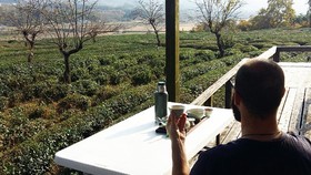 7 Rekomendasi Wisata Kebun Teh di Korea Selatan