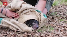 VIDEO: Momen Langka Tasmanian Devils Melahirkan di Australia