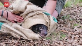 VIDEO: Momen Langka Tasmanian Devils Melahirkan di Australia