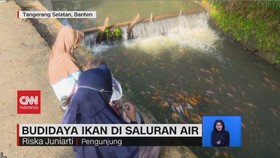 VIDEO: Budidaya Ikan di Saluran Air
