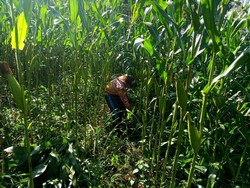Cerita Sukses Program Petani Milenial di Cianjur yang Siap Panen Namun Waswas