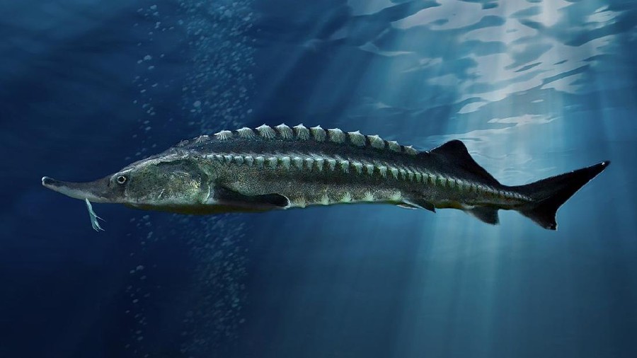 sturgeon beluga