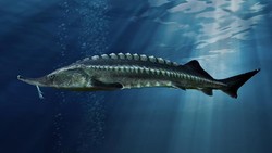 img-title Intip Penampakan Ikan Langka Sturgeon Raksasa yang Ada Sejak Zaman Dinosaurus