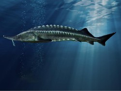 Gokil! Ikan Air Tawar Terbesar di Dunia Beratnya Tembus 2 Ton