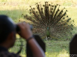Burung Merak Hijau Masih Bisa Ditemui di TNUK Pandeglang, Belum Punah!
