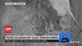 VIDEO: Proses Kelahiran Bayi Gajah Terekam Kamera