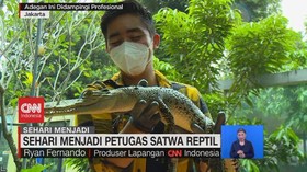 VIDEO: Sehari Menjadi Petugas Reptil TMII